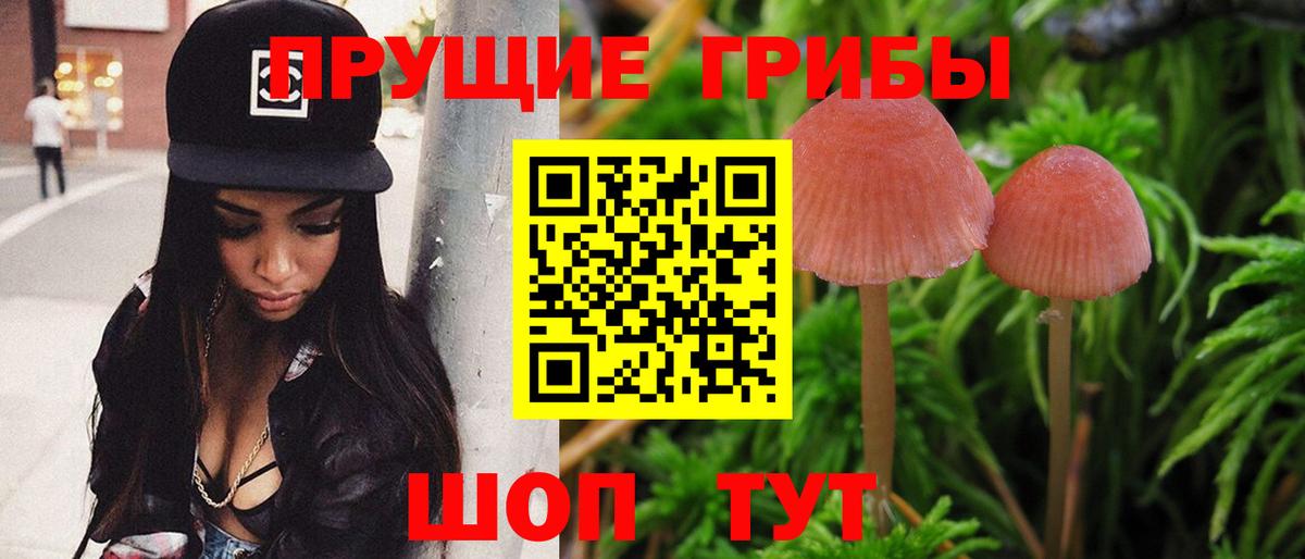 Шебекино  Псилоцибиновые грибы Psilocybine cubensis  Вход с VPN 
